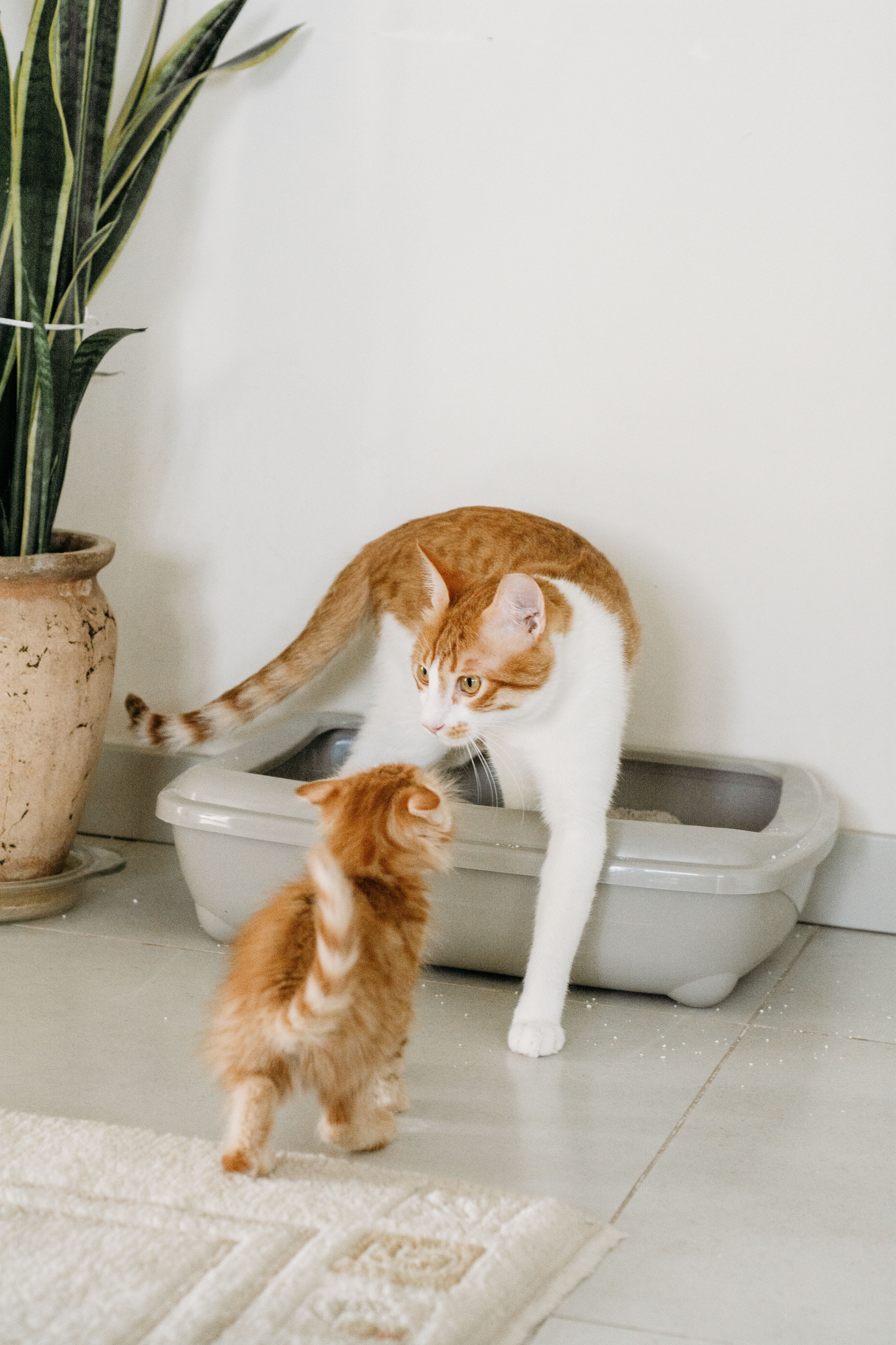 Cat sniffing sample boxes of cat litter